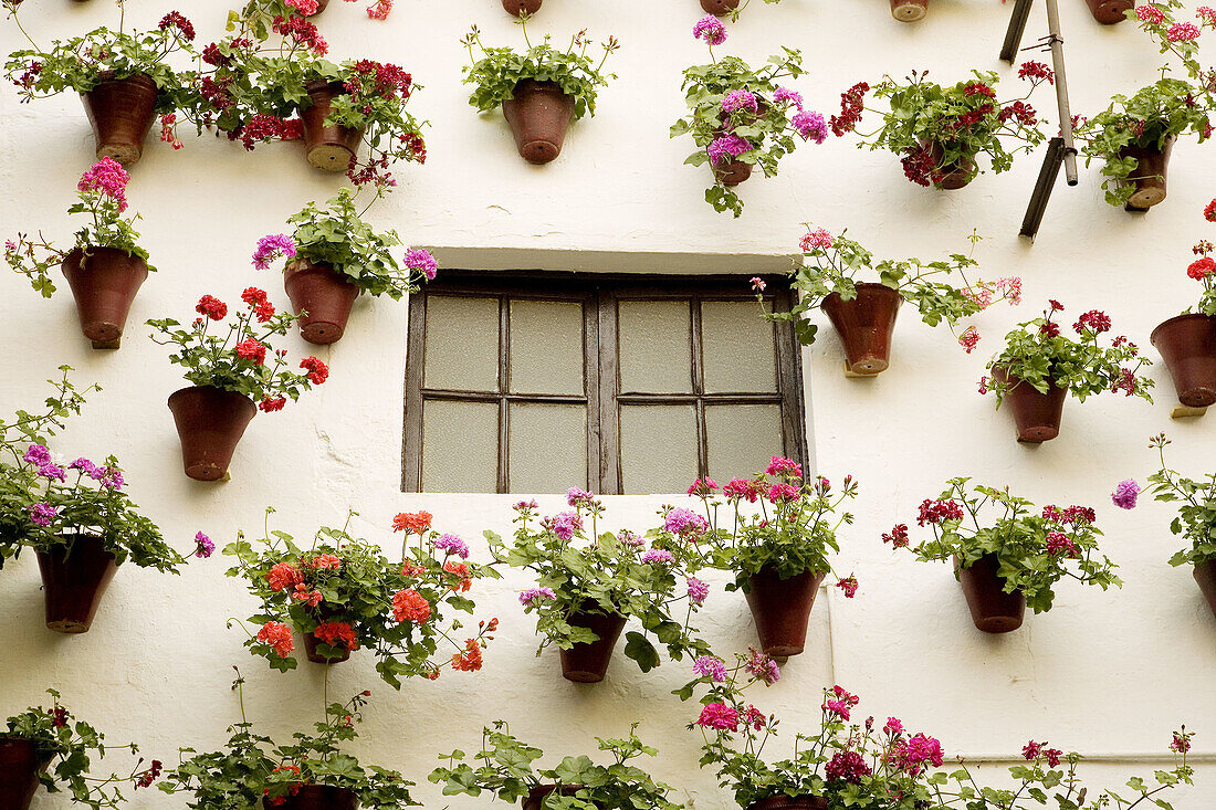 Typical courtyard, Córdoba. Andalusia, Spain