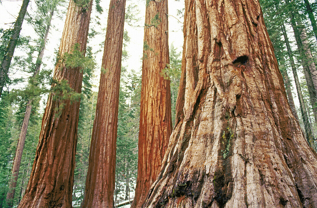 Giant sequoias (Sequoiadendron giganteum), Mariposa Grove. Yosemite National Park. California. USA