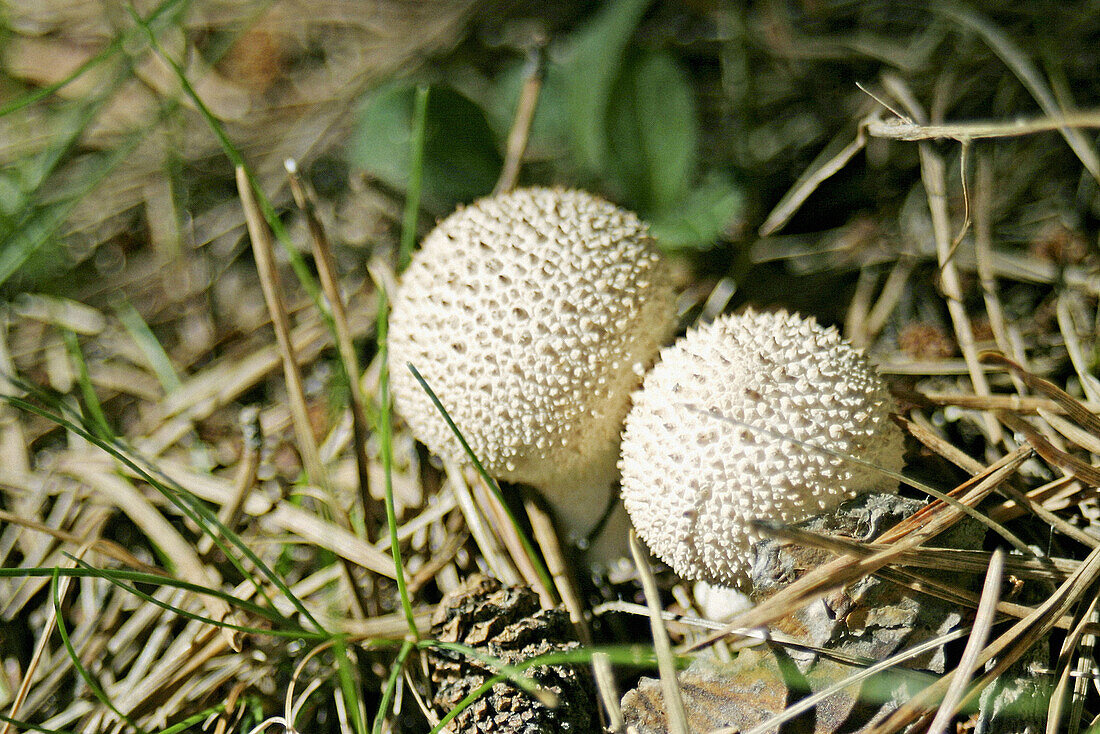 Pet de llop. Esclatabufa. Lycoperdon perlatum. Mushrooms.