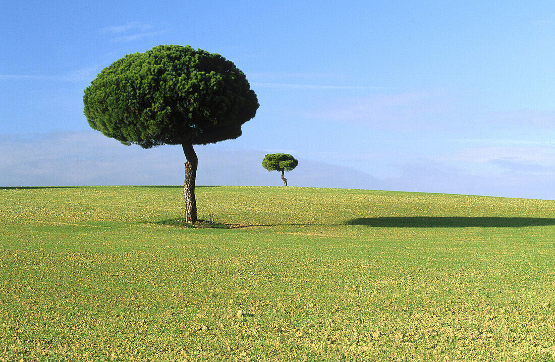 Stone pines (Pinus pinea) in cereal field plains. Lagunas de Villafáfila. Zamora province, Spain