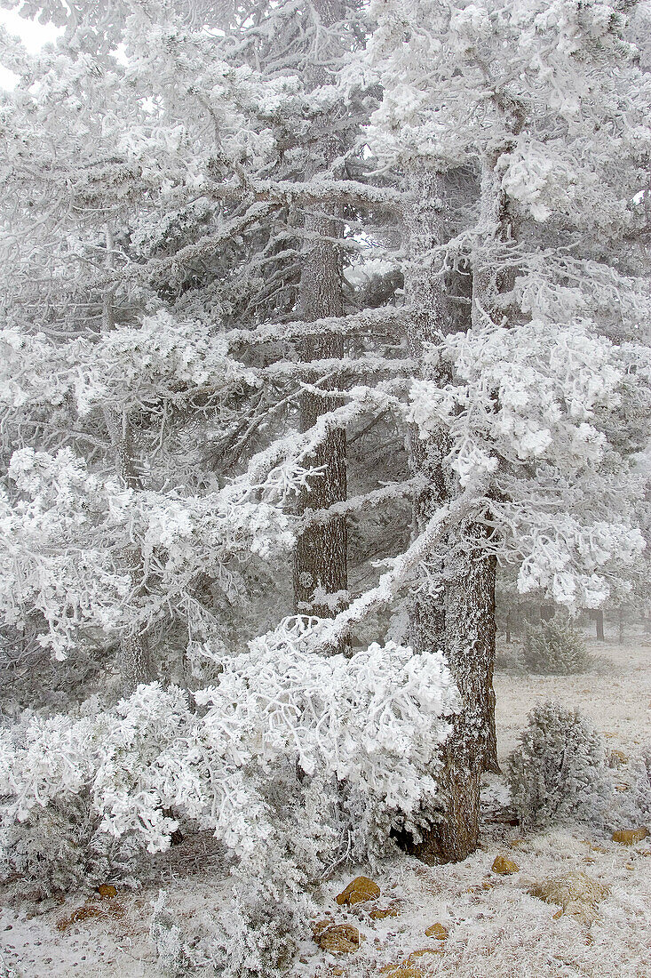 Pine in snowstorm. Sierra Gúdar-Javalambre. Teruel, Aragon. Spain.