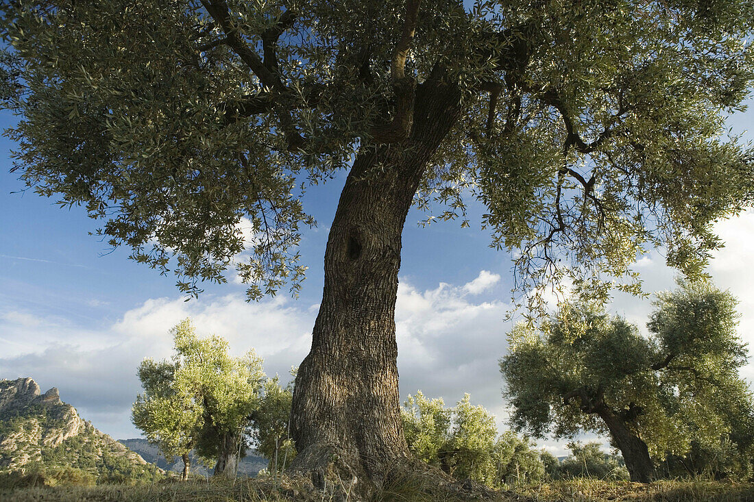 Olive trees fields. Horta de San Joan, Tarragona province, Catalonia, Spain