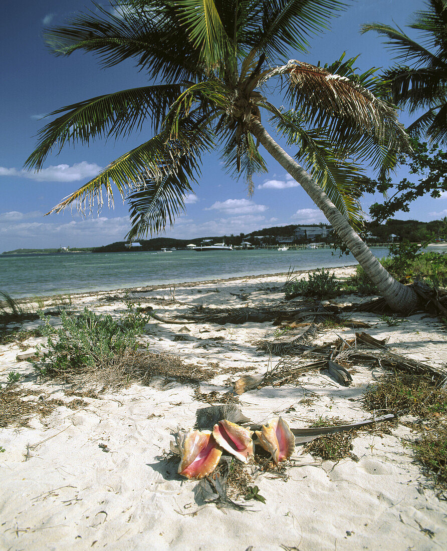 Palm trees and conchs on beach. Abacos Island. Bahamas. Caribbean