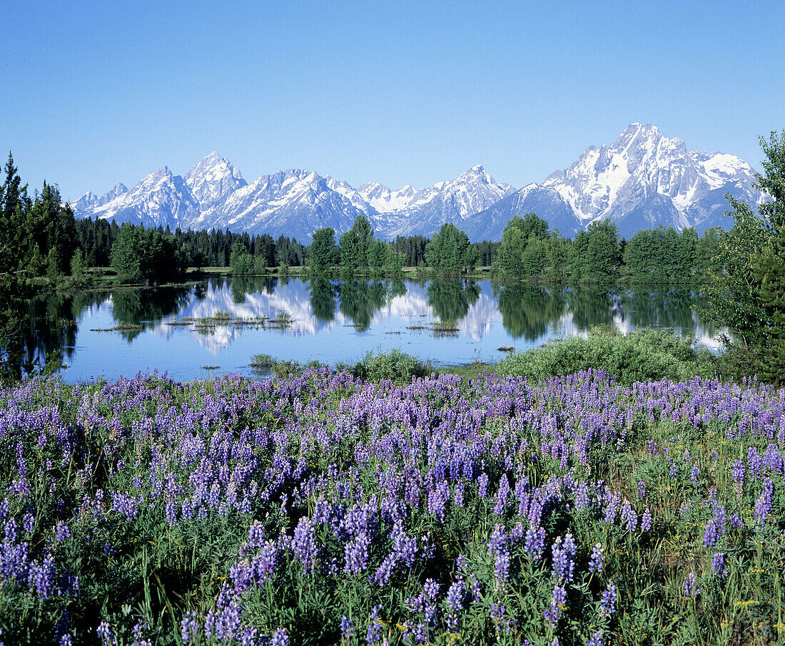 Teton Range reflects in the water. Grand Teton National Park. Wyoming, USA