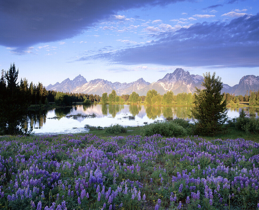 Teton Range reflects in the water. Grand Teton National Park. Wyoming, USA