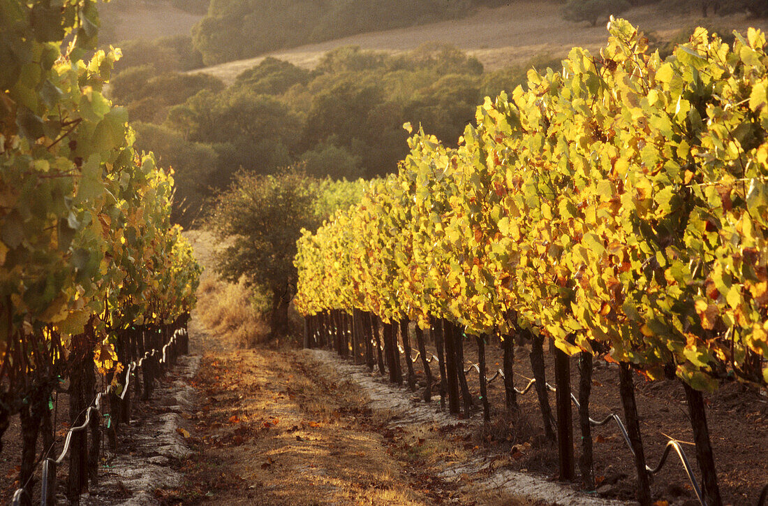 Vineyard. Sonoma Valley, California, USA