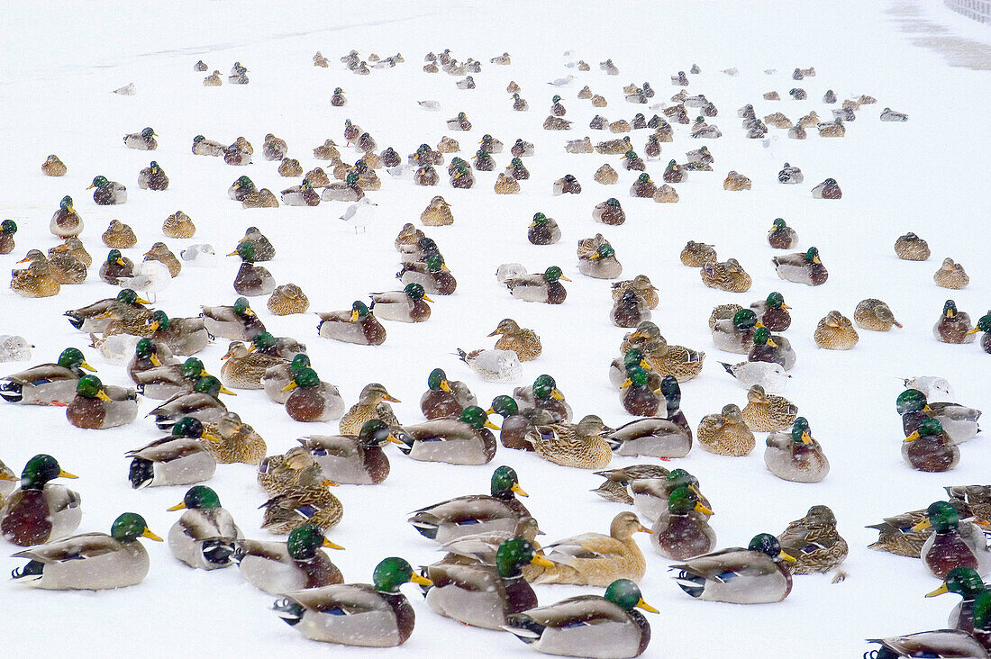 Mallard ducks gathering during snow storm