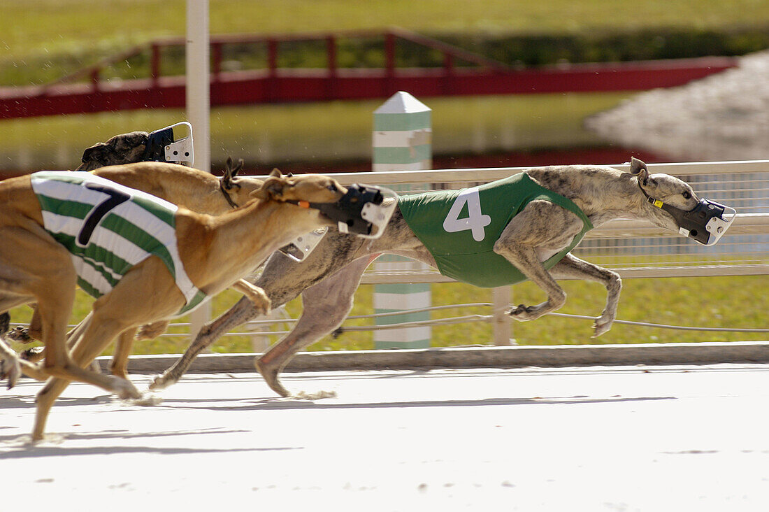 Greyhoung dogs run at Derby Lane. Tampa. Florida, USA