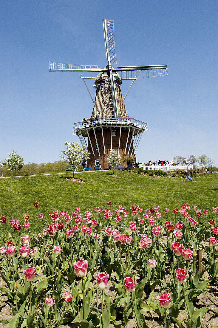 Holland, Michigan. USA. Windmill and Tulip Flowers