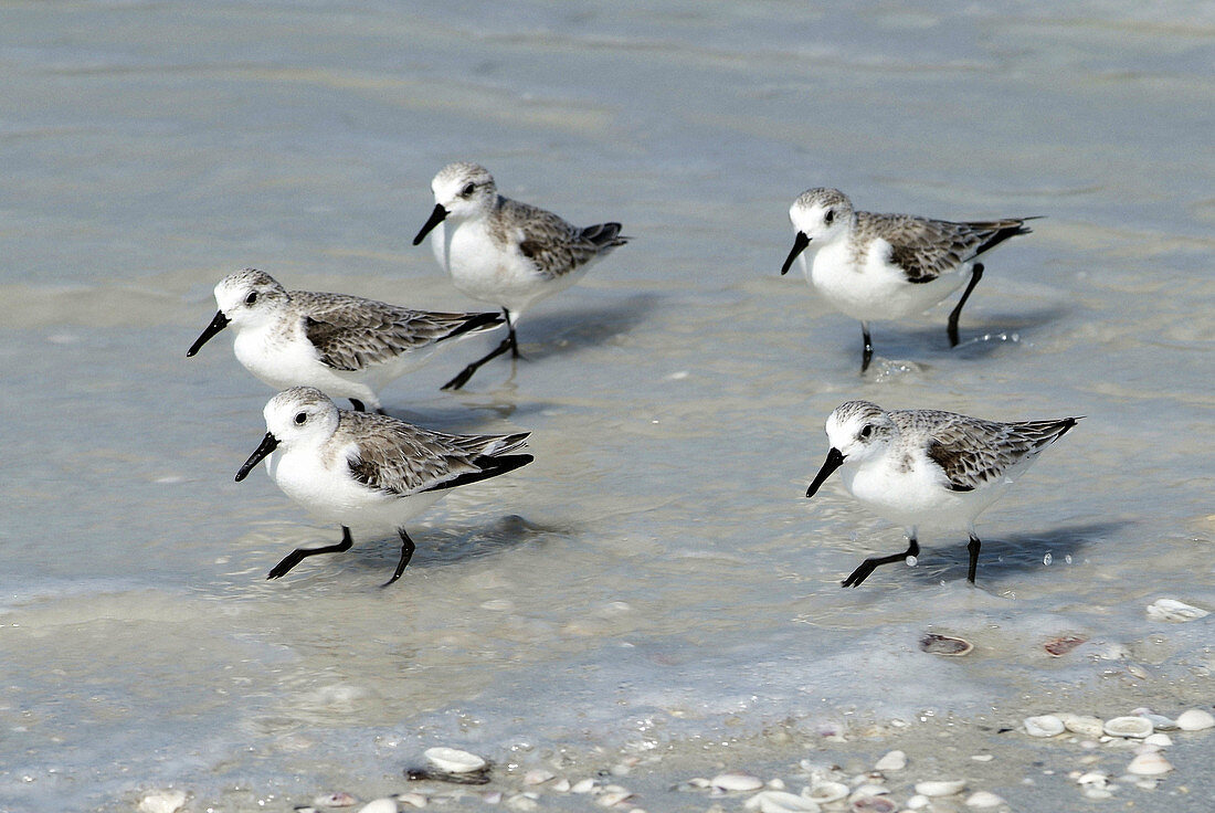 Florida water birds on constant look out for food