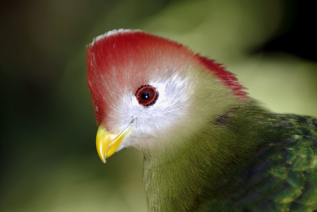 Red-Crested Turaco (Tauraco erythrolophus) at Cypress Gardens Winter Haven. Florida. USA