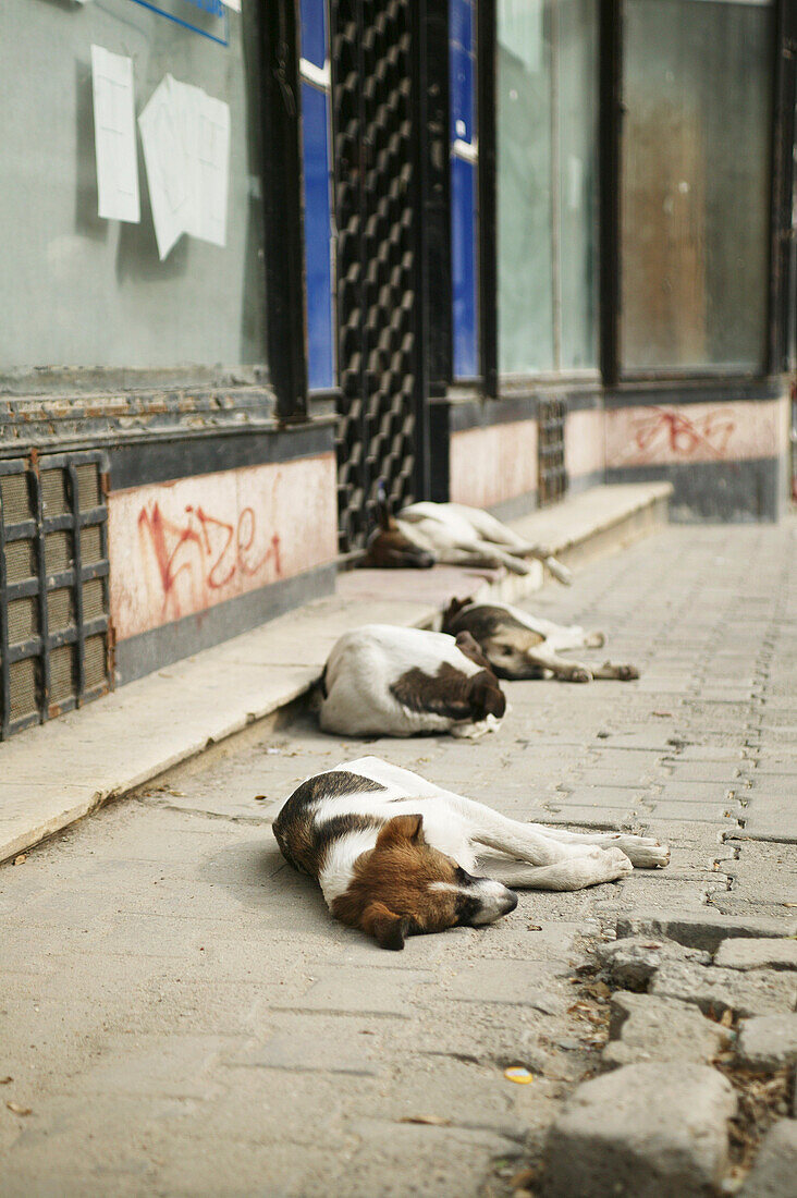 Straßenhunde in Bukarest, Rumänien