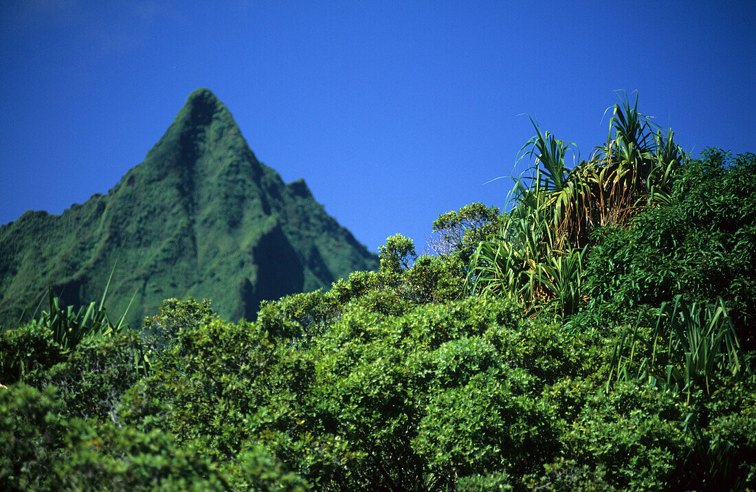 The wild interior of the island of Fatu Iva, French Polynesia