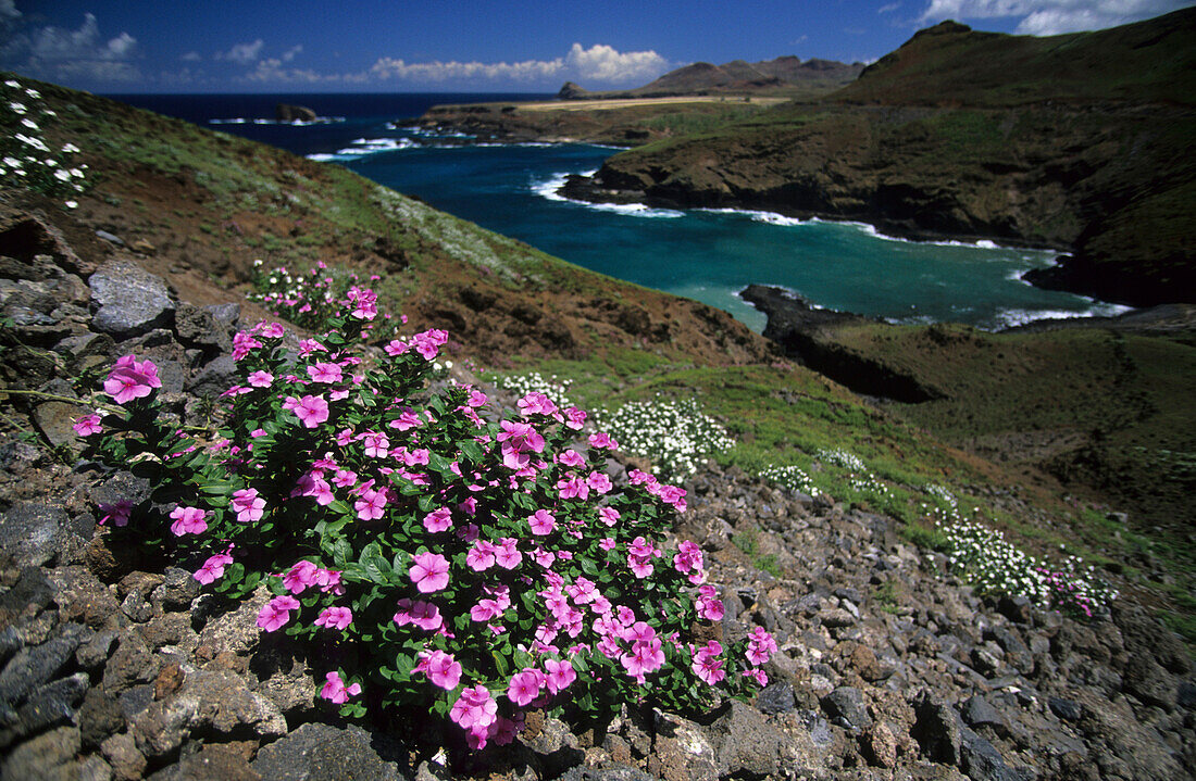 Wildblumen auf der Insel Ua Huka, Französisch Polynesien