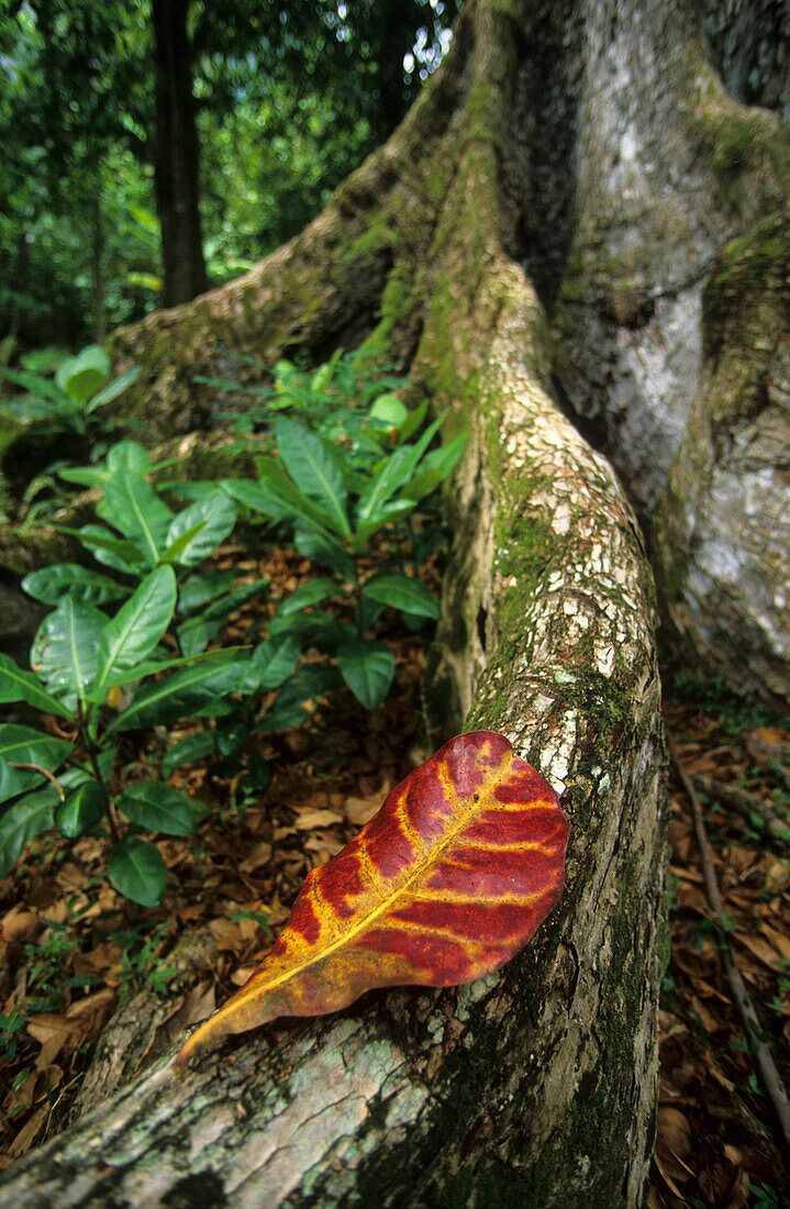 Regenwald umgibt die archäologische Stätte Taaoa auf der Insel Hiva Oa, Französisch Polynesien