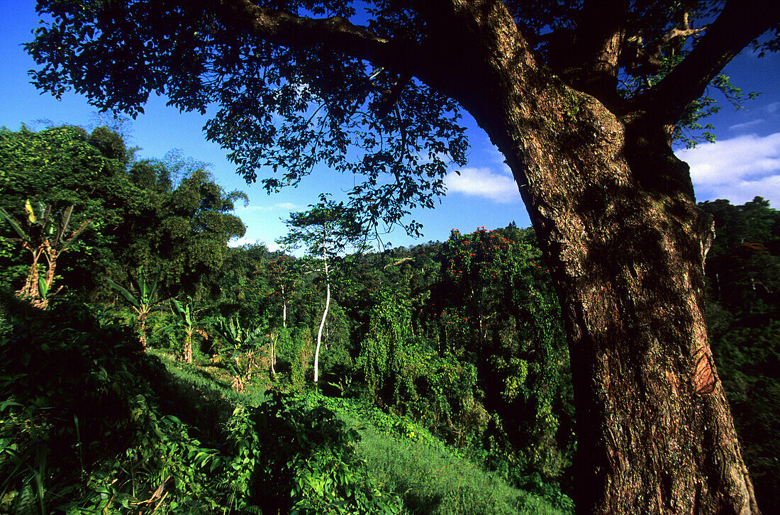 Berge und Regenwald auf der Insel Viti Levu, Fidschiinseln