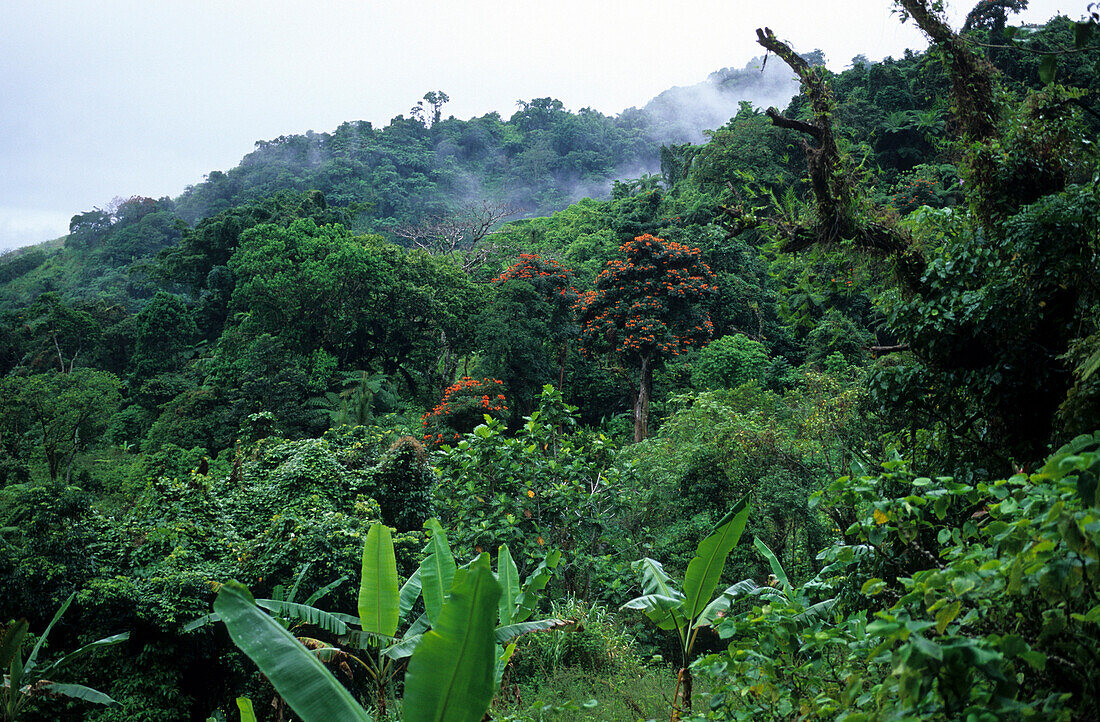 Rainforest in the interior of Viti Levu Island, Fiji Islands