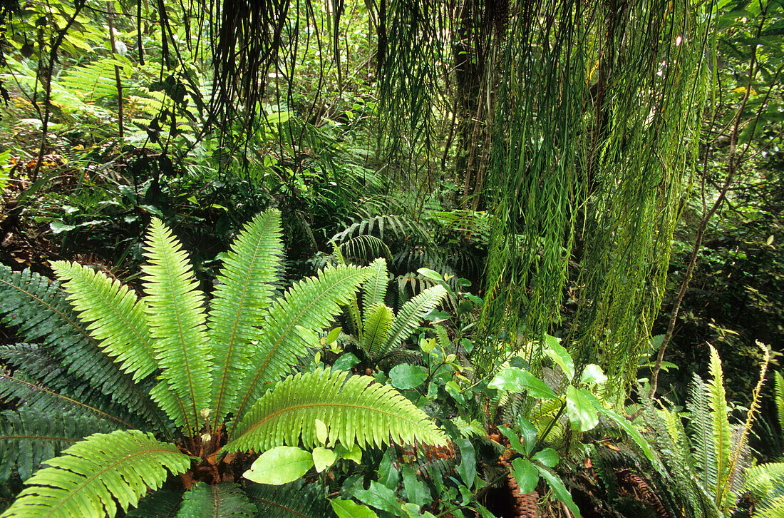 Vegetation im Regenwald im Mt. Egmont Nationalpark auf der Nordinsel, Neuseeland