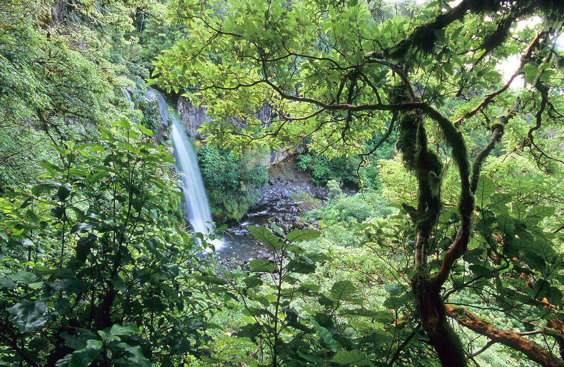 View through green leaves at Dawson Falls at Mt. Egmont National Park, North Island, New Zealand