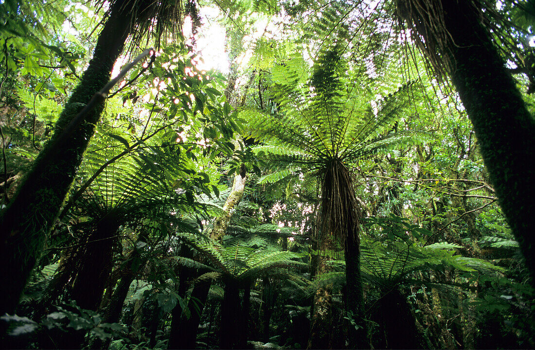 Grünes Dickicht, Regenwald im Mt. Egmont Nationalpark auf der Nordinsel, Neuseeland