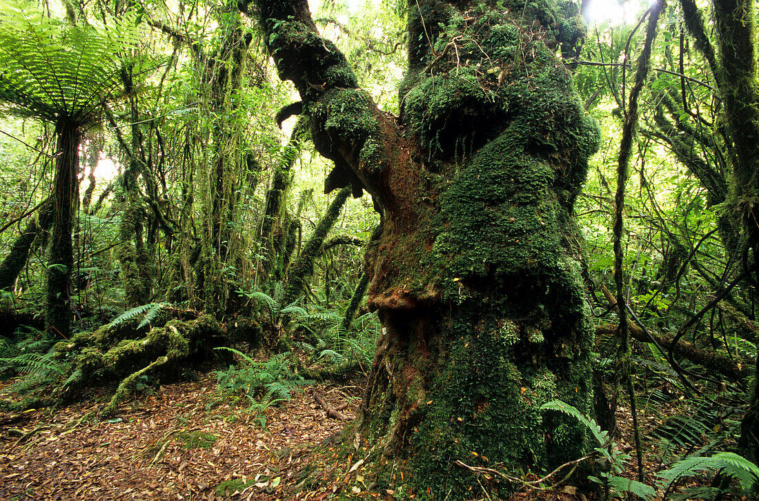Overgrown tree, Rainforest in Mt.Egmont National Park on the North Island, New Zealand