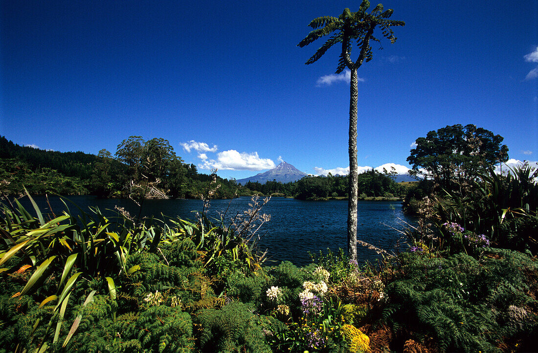 View over idyllic scenery, volcano Mt. Taranaki in the distance, North Island, New Zealand