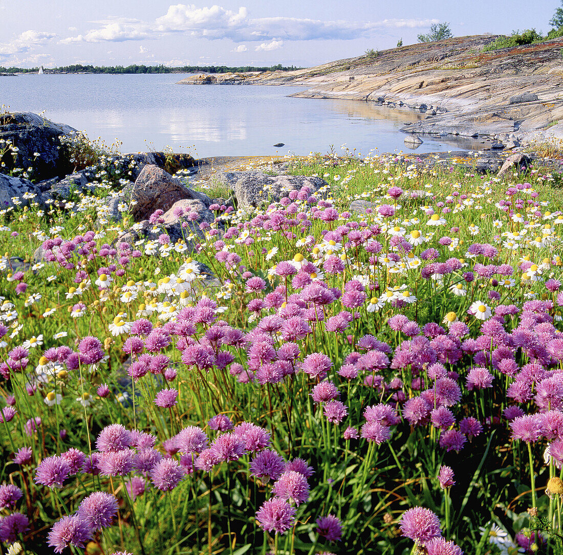 Allium schoenoprasum. Viskären. Småland. Sweden