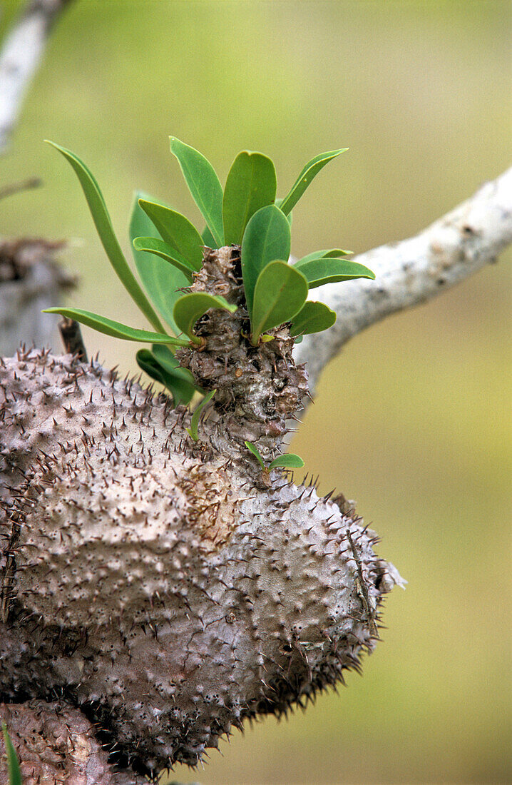 Die Ameisenpflanze, hier am Mt.Tozer auf der Cape York Halbinsel, lebt in Symbiose mit Ameisen, Queensland, Australien