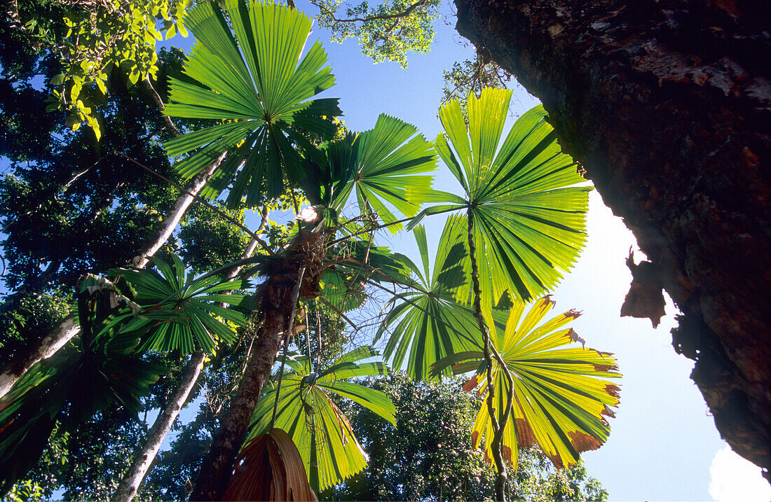 Rainforest with fan palms in the Iron Range National Park, Queensland, Australia