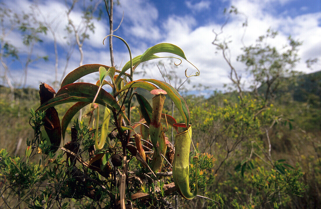 Die fleischfressende Kannenpflanze lebt in Sümpfen und entlang der Flüsse auf Cape York, Queensland, Australien