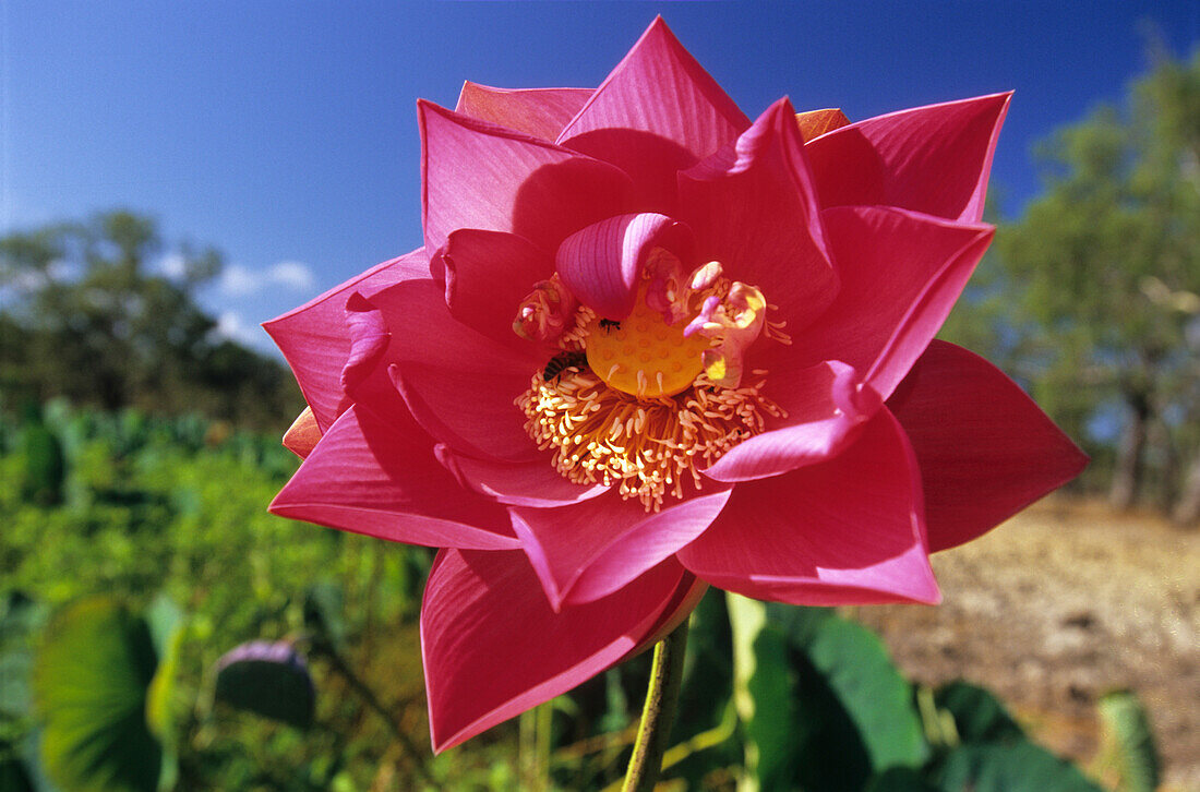 Flowering lotus lillies at Eight Mile Swamp in Lakefield National Park, Queensland, Australia