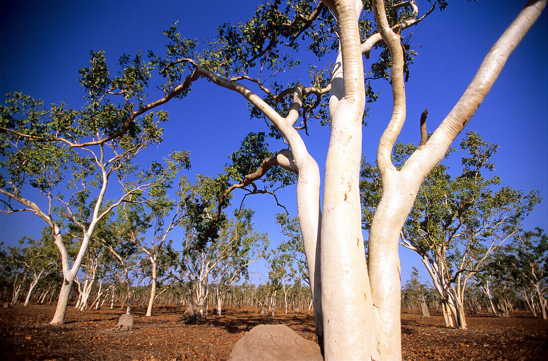 Gum trees in Lakefield National Park, Queensland, Australia