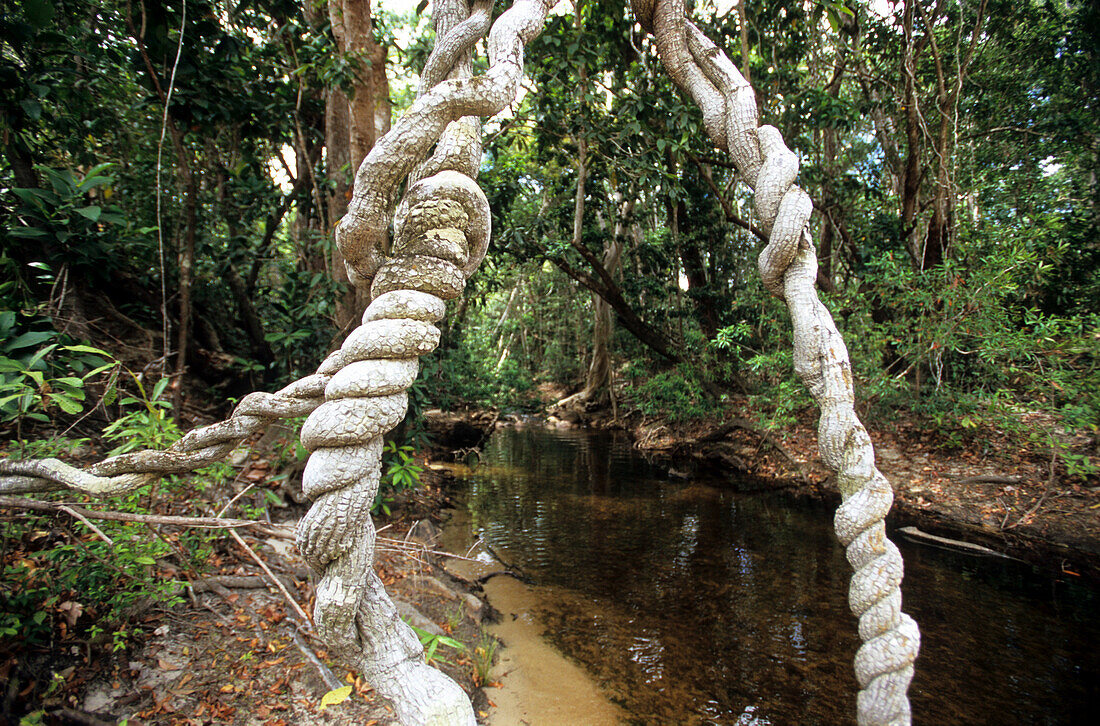 Von Regenwald gesäumter Bach nahe dem Mt. Tozer auf der Cape York Halbinsel, Queensland, Australien