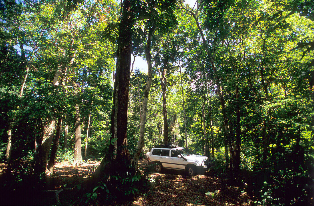Jeep Safari durch den Regenwald im Iron Range National Park, Queensland, Australien