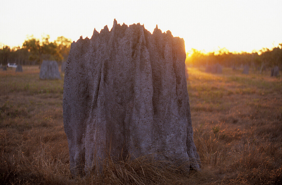 Magnetic termite mounds on the Nifold Plains in Lakefield National Park, Queensland, Australia