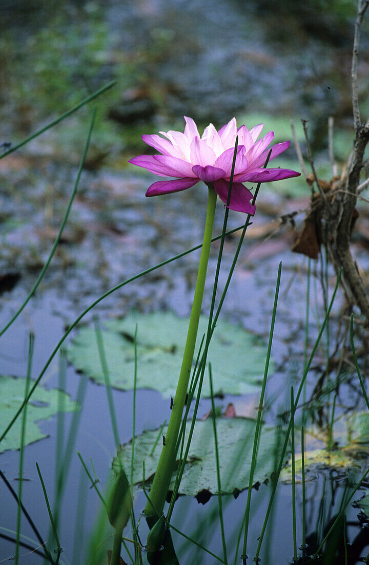 Seerosen in einem Altwasser im Lakefield National Park, Queensland, Australien