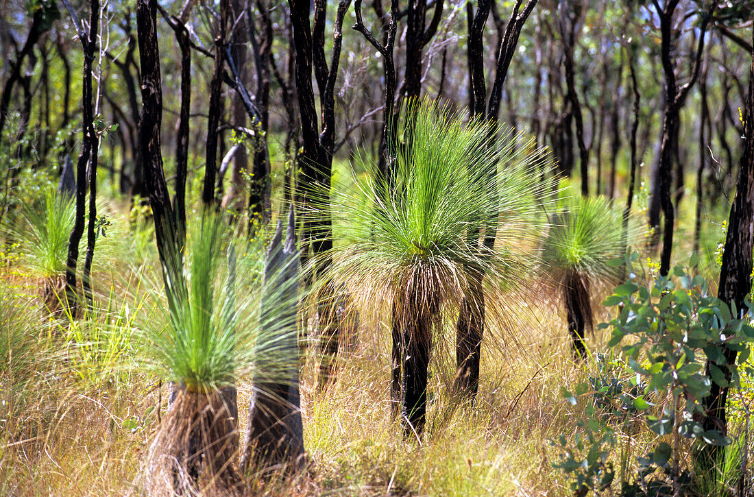 Grasbäume nahe dem Ort Coen auf der Cape York Halbinsel, Queensland, Australien