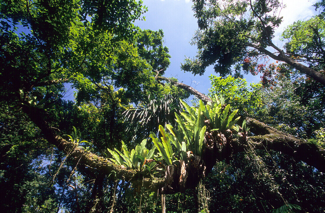 Rainforest in the Iron Range National Park, Queensland, Australia