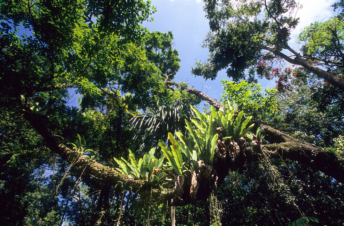 Regenwald im Iron Range National Park, Queensland, Australien