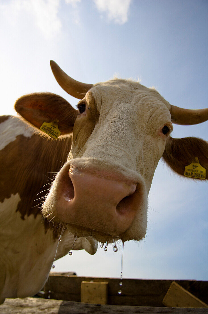 Nahaufnahme von einer Kuh beim Trinken, Hohe Zwieselalm, Tennengebirge, Gosau, Oberösterreich, Österreich
