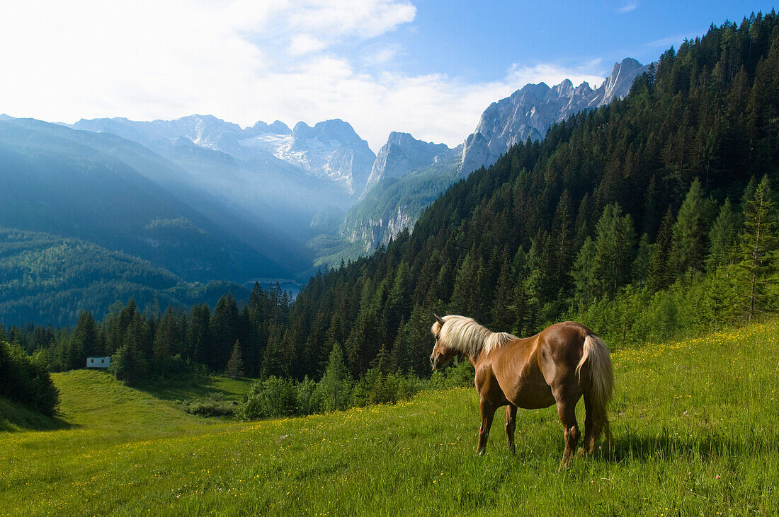 Horse on Zwiesel Alp, Gosau Ridge, Upper Austria, Austria
