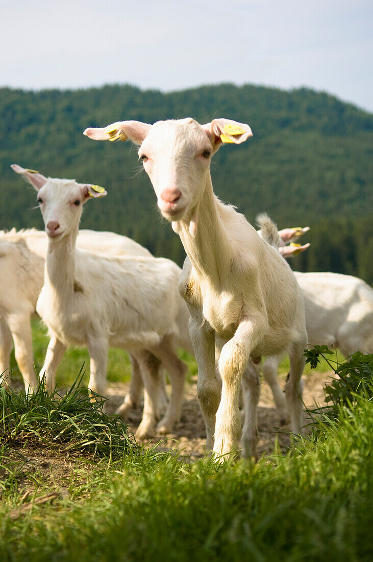 Herde junge Ziegen auf einer Alm, Oberösterreich, Österreich