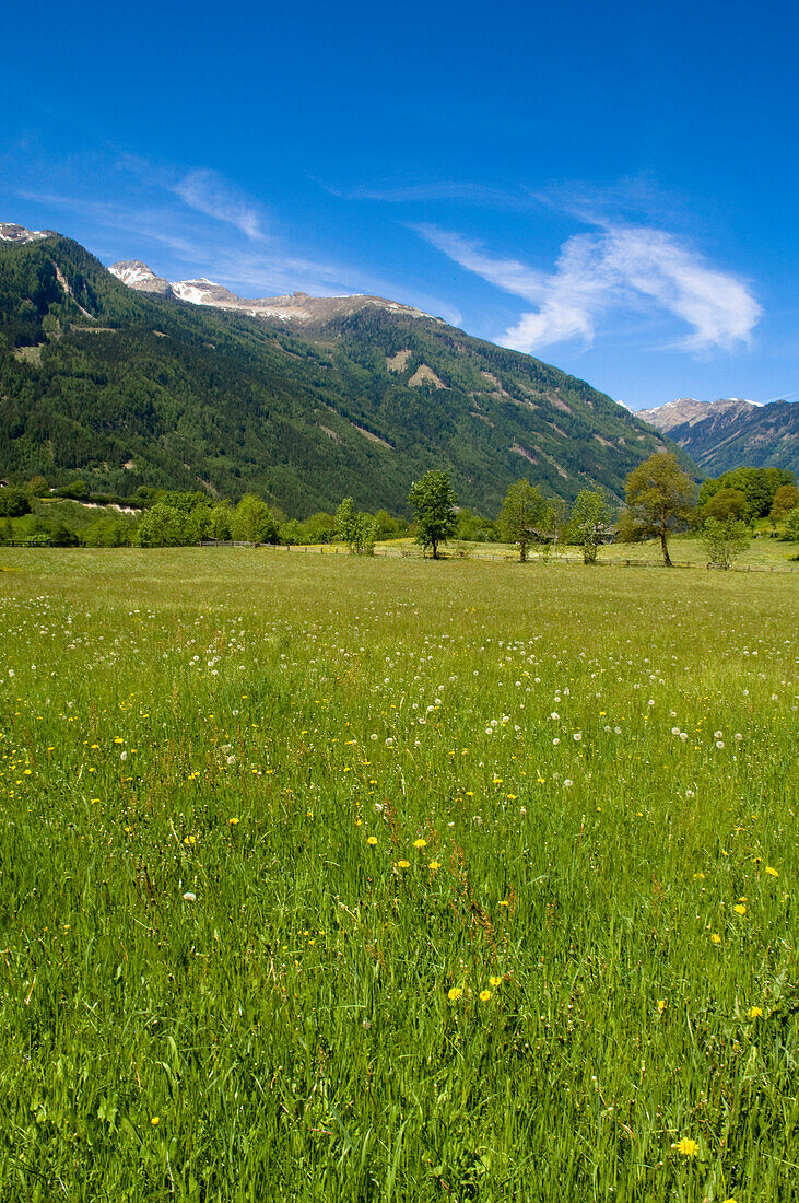 Meadow in summer, Malta Valley, Hohe Tauern National Park, Austria