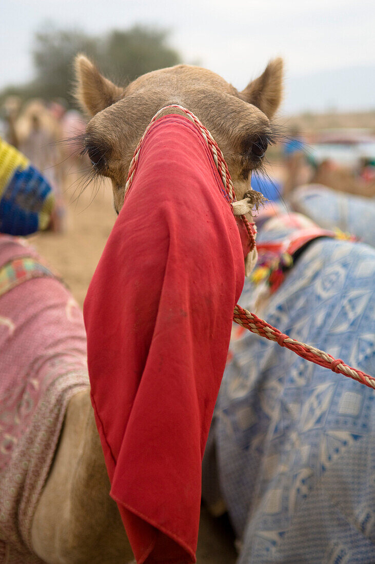 Nahaufnahme von Kamel mit Schleier und lange Wimpern, Kamel Rennen, Rash al Khaimah, Vereinigte Arabische Emirate