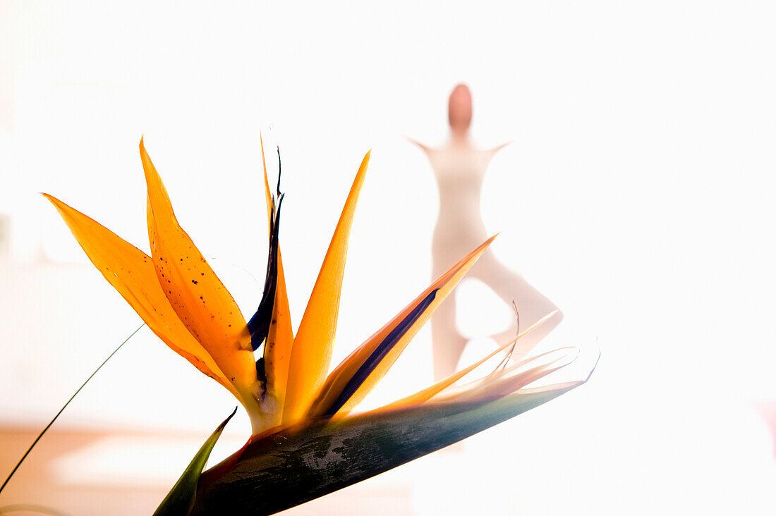 Frau mittleren Alters macht Yoga, Paradiesvogelblume im Vordergrund (Baumstand), Yogastudio in Linz, Österreich