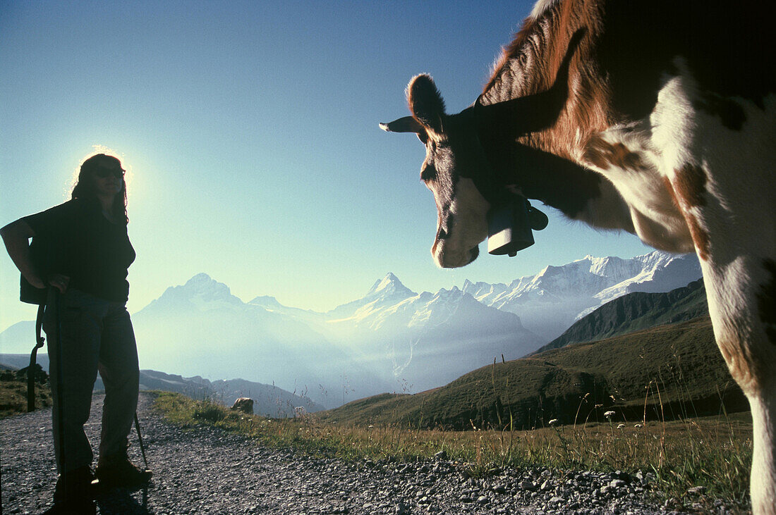 Frau beim wandern am First trifft auf eine Kuh, Grindelwald, Berner Oberland, Schweiz