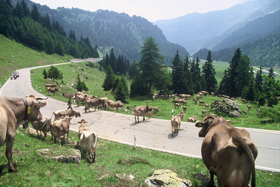 Kühe weiden am Lukmanierpaß, Tessin, Schweiz