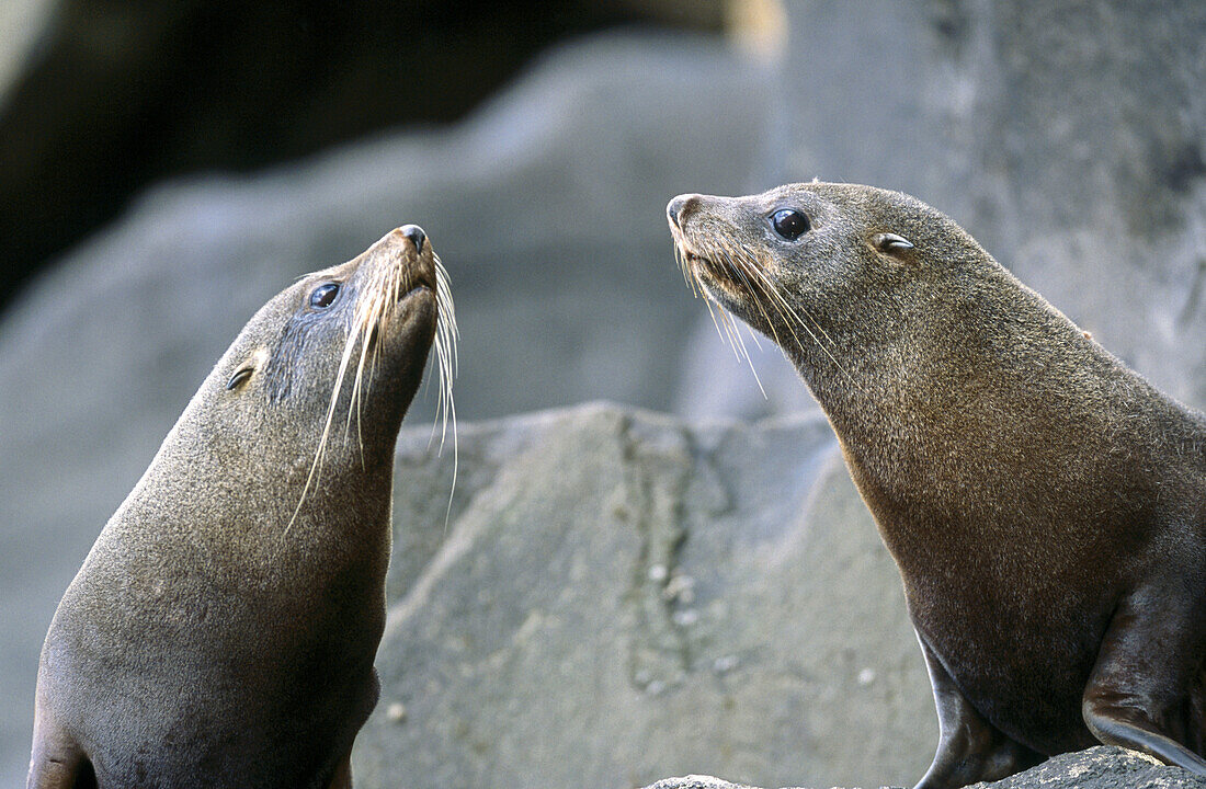 New Zealand Fur Seals (Arctocephalus forsteri) resting on rocks. Campbell Island, New Zeland
