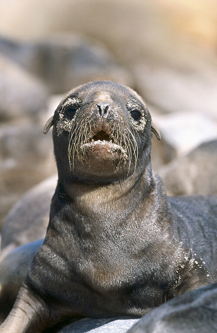 New Zealand Sea Lion (Phocarctos hookeri). Young pup in breeding colony. Enderby Island, New Zeland