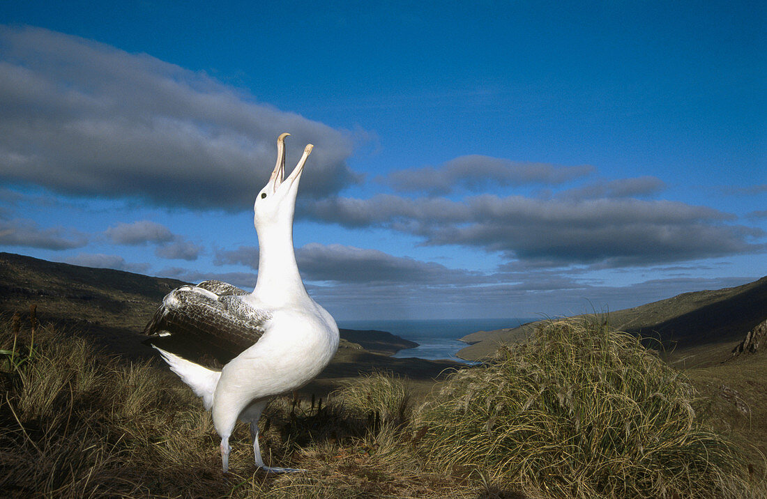 Royal Albatross (Diomedea epomophora), courtship behavior. Campbell island. New Zealand